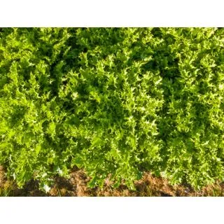 Compra ANDIVA TEBAS Pildorată (10.000 Semințe) en la tienda online Fito Agrícola