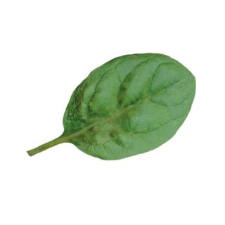 Compra ESPINACA TRAVERSE F1 (1.000.000 Semillas) en la tienda online Fito Agrícola