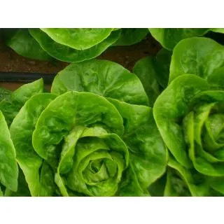 Compra LECHUGA ALBARA ECOLÓGICA Pildorada (10.000 Semillas) en la tienda online Fito Agrícola