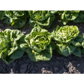 Compra LECHUGA ALBORADA ECOLÓGICA Pildorada (10.000 Semillas) en la tienda online Fito Agrícola