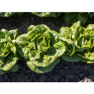 Compra LECHUGA ALCAZABA ECOLÓGICA Pildorada (10.000 Semillas) en la tienda online Fito Agrícola