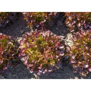 Compra LECHUGA ALONIX ECOLÓGICA Pildorada (10.000 Semillas) en la tienda online Fito Agrícola