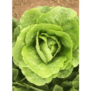 Compra LECHUGA ASLAN Pildorada (10.000 Semillas) en la tienda online Fito Agrícola