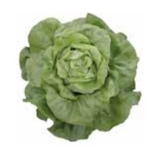 Compra LECHUGA BARILLA Pildorada (10.000 Semillas) en la tienda online Fito Agrícola