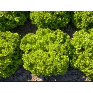 Compra LECHUGA ILEMA ECOLÓGICA Pildorada (10.000 Semillas) en la tienda online Fito Agrícola