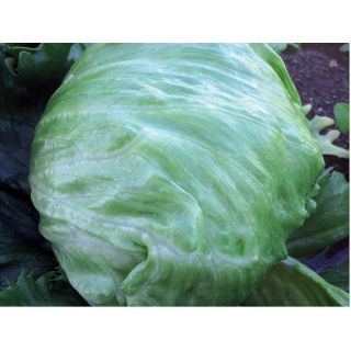 Compra LECHUGA PELAYO ECOLÓGICA Pildorada (10.000 Semillas) en la tienda online Fito Agrícola