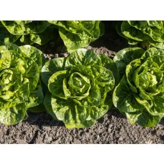 Compra LECHUGA XIOMARA Pildorada (10.000 Semillas) en la tienda online Fito Agrícola