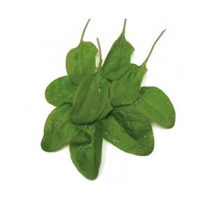 Compra ESPINACA NEMBUS F1 (1.000.000 Semillas) en la tienda online Fito Agrícola