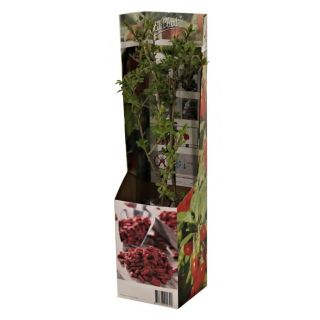 Compra GOJI (1 Unid.). en la tienda online Fito Agrícola