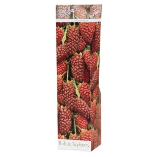 Compra TAYBERRY (1 Unid.). en la tienda online Fito Agrícola