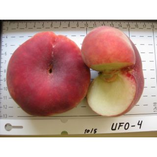 Compra PARAGUAYO UFO-4 (B) en la tienda online Fito Agrícola