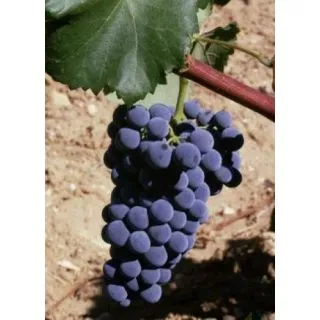 Compra UVA DE VINIFICACION GARNACHA TINTORERA 1ª (25 Unid.). en la tienda online Fito Agrícola
