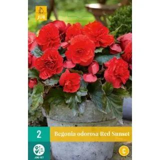Compra BEGONIA CASCADE ODOROSA RED SUNSET en la tienda online Fito Agrícola