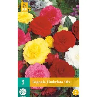 Compra BEGONIA FIMBRIATA MIX en la tienda online Fito Agrícola