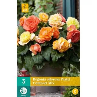 Compra BEGONIA PASTEL COMPACTA MIX en la tienda online Fito Agrícola