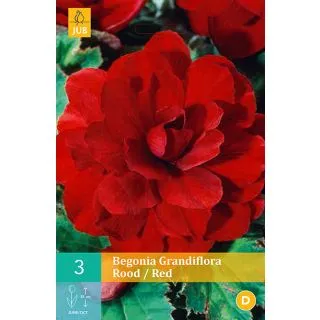 Compra BEGONIA GRANDIFLORA RED en la tienda online Fito Agrícola