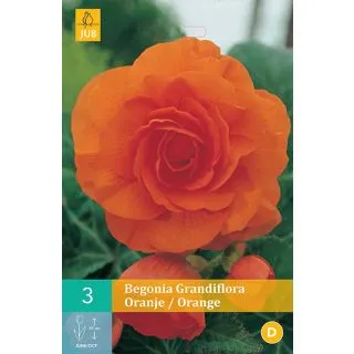 Compra BEGONIA GRANDIFLORA ORANGE en la tienda online Fito Agrícola