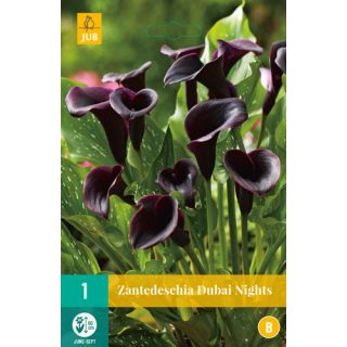 Compra CALA DUBAI NIGHTS en la tienda online Fito Agrícola