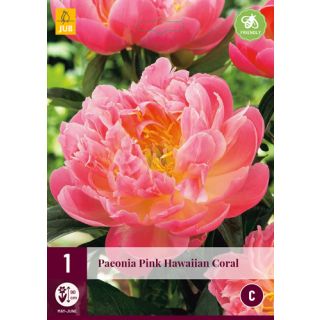 Compra PEONÍA PINK HAWAIIAN CORAL en la tienda online Fito Agrícola