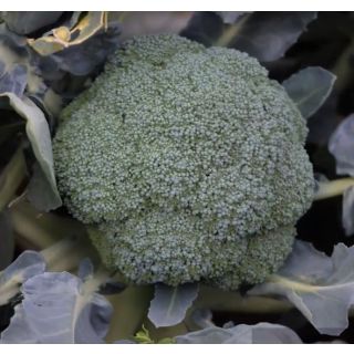 Compra BRÓCOLI HAPA F1 Peliculado (10.000 Semillas) en la tienda online Fito Agrícola
