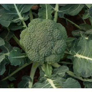 Compra BRÓCOLI PRINCIPE F1 Peliculado (10.000 Semillas). en la tienda online Fito Agrícola