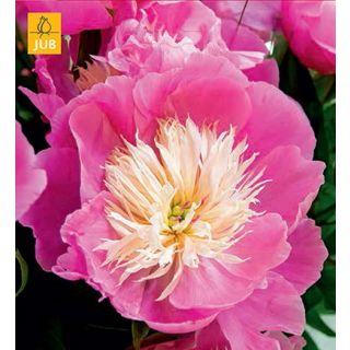 Compra PEONÍA BOWL OF BEAUTY (10 Unid.) en la tienda online Fito Agrícola