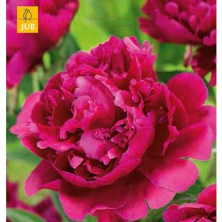 Compra PEONÍA KARL ROSENFIELD (10 Unid.) en la tienda online Fito Agrícola