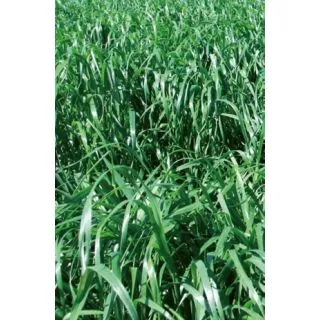 Compra RAY GRASS WESTERWOLD VALLIVERT ECOLÓGICO (20 Kgr.) en la tienda online Fito Agrícola