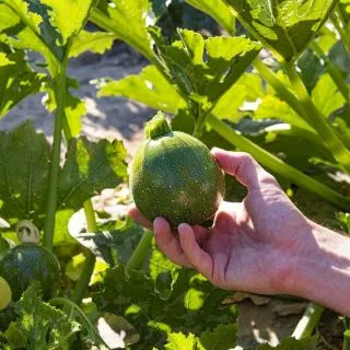 Compra CALABACÍN JUPITER F1 (1.000 Semillas) en la tienda online Fito Agrícola