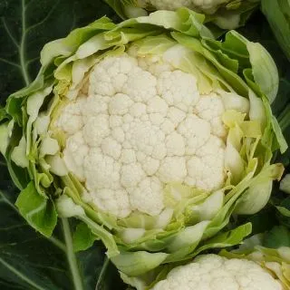 Compra COLIFLOR KAYAC F1 (1000 Semillas). en la tienda online Fito Agrícola