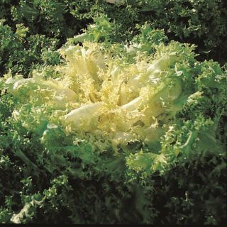 Compra ESCAROLA LAURY (5.000 Semillas) en la tienda online Fito Agrícola