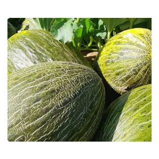 Compra MELÓN SAN FERMIN F-1 (1.000 Semillas). en la tienda online Fito Agrícola