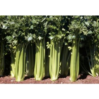 Compra APIO PLEIN BLANC LEPAGE Sel. Oregon SPL Pildorado (1.000 Sem.) en la tienda online Fito Agrícola