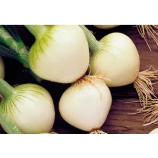 Compra CEBOLLA BABOSA TEMPRANA (100 gr.) en la tienda online Fito Agrícola