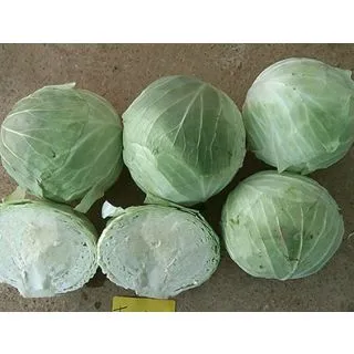 Compra COL FUYUKUGURI F1 (2.500 Semillas) en la tienda online Fito Agrícola