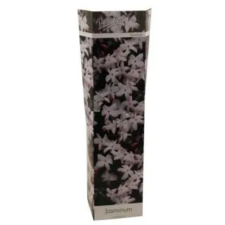 Compra JAZMÍN OFFICINALE (1 Unid.). en la tienda online Fito Agrícola