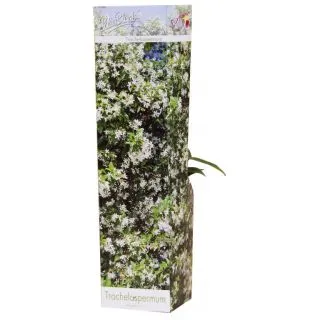 Compra JAZMÍN JASMINOIDES WHITE (1 Unid.) en la tienda online Fito Agrícola
