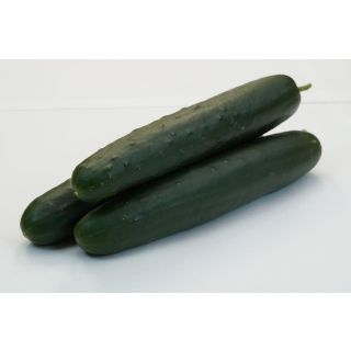 Compra PEPINO IPERIONE F-1 (1.000 Semillas) en la tienda online Fito Agrícola