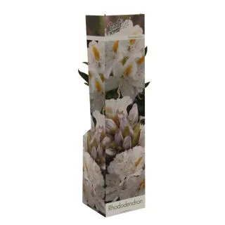 Compra RHODODENDRON CUNNINGHAMS WHITE (1 Unid.). en la tienda online Fito Agrícola