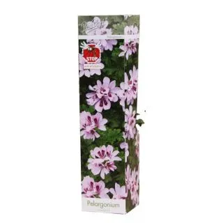 Compra PELARGONIUM LIGHTPINK LIZZY (1 Unid.). en la tienda online Fito Agrícola