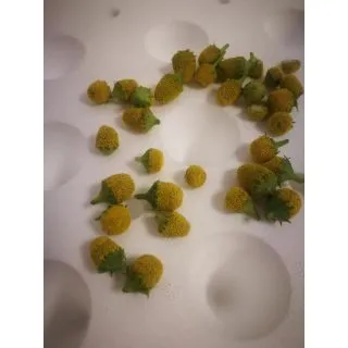 Compra FLOR ELÉCTRICA ACMELLA AMARILLA - Comestible (10.000 Semillas) en la tienda online Fito Agrícola