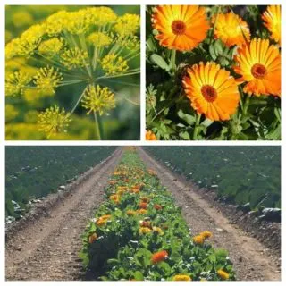 Compra BANDA FLORAL BARBECHO FLORIDO (1 Kgr.). en la tienda online Fito Agrícola