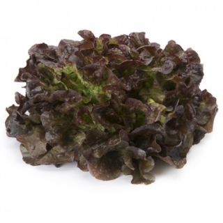 Compra LECHUGA CORDAI RZ Pildorada (5.000 Semillas). en la tienda online Fito Agrícola