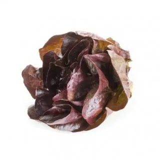 Compra LECHUGA FONTAINE RZ Pildorada (5.000 Semillas) en la tienda online Fito Agrícola