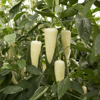 Compra PIMIENTO PYRAMIS RZ F-1 Precisión (1000 Semillas). en la tienda online Fito Agrícola