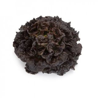 Compra LECHUGA BONARDA RZ Pildorada (5.000 Semillas). en la tienda online Fito Agrícola