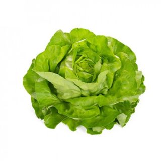 Compra LECHUGA ELICIO RZ Pildorada (5.000 Semillas). en la tienda online Fito Agrícola