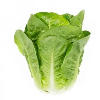 Compra LECHUGA RALSTON RZ Pildorada (5.000 Semillas). en la tienda online Fito Agrícola