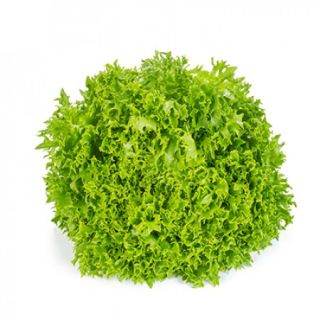 Compra LECHUGA EXCERNO RZ Pildorada (5.000 Semillas). en la tienda online Fito Agrícola