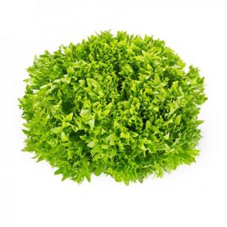 Compra LECHUGA EXANIMO RZ Pildorada (5.000 Semillas). en la tienda online Fito Agrícola